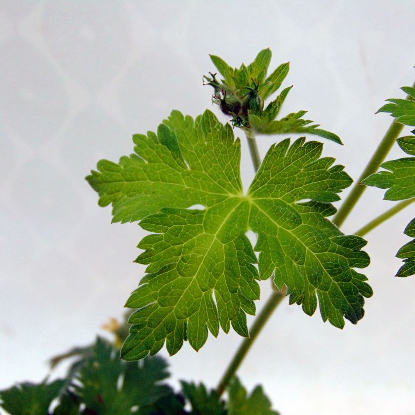 Géranium vivace Dragon Heart (Foliage)