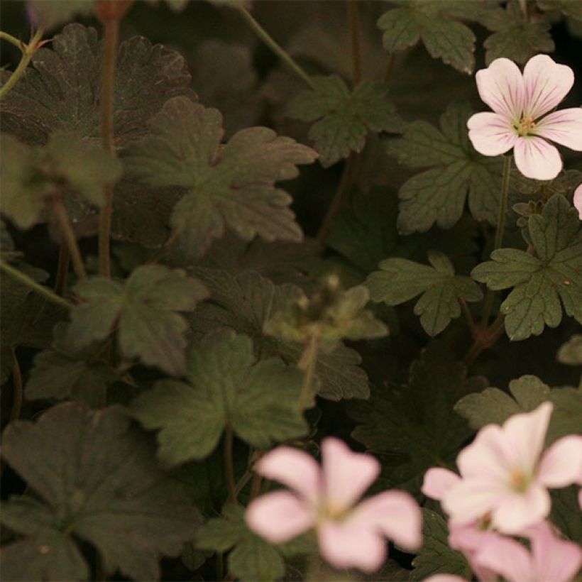 Geranium vivace Dusky Crug (Foliage)