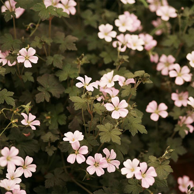 Geranium vivace Dusky Crug (Flowering)