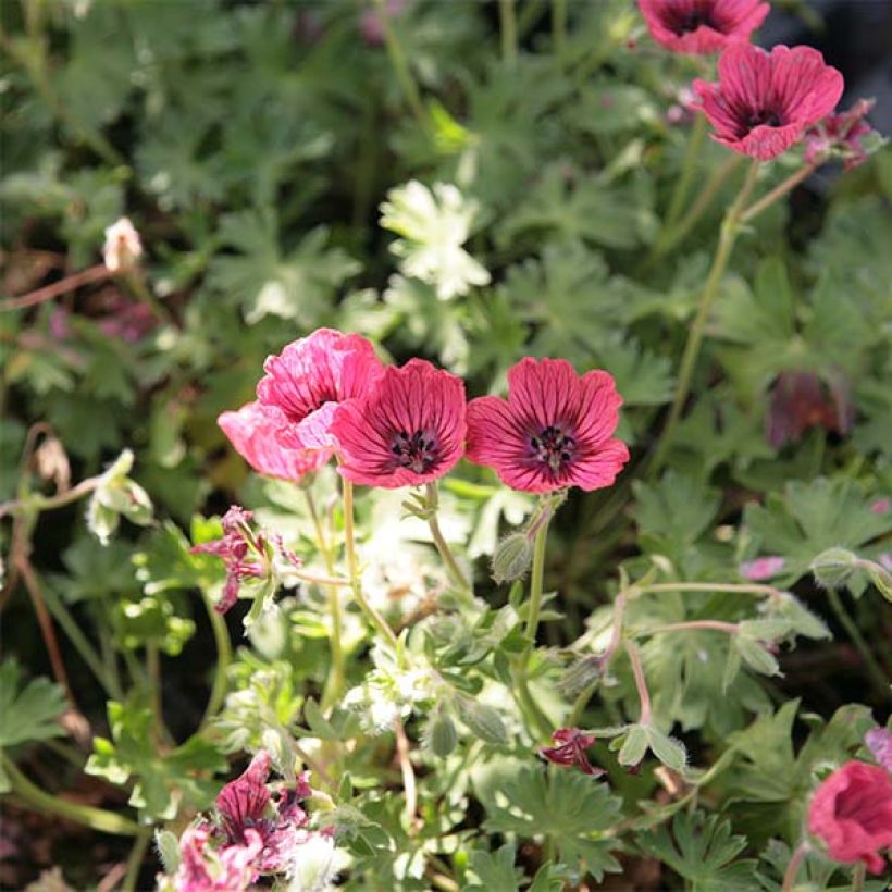 Geranium vivace cinereum Jolly Jewel Salmon (Flowering)