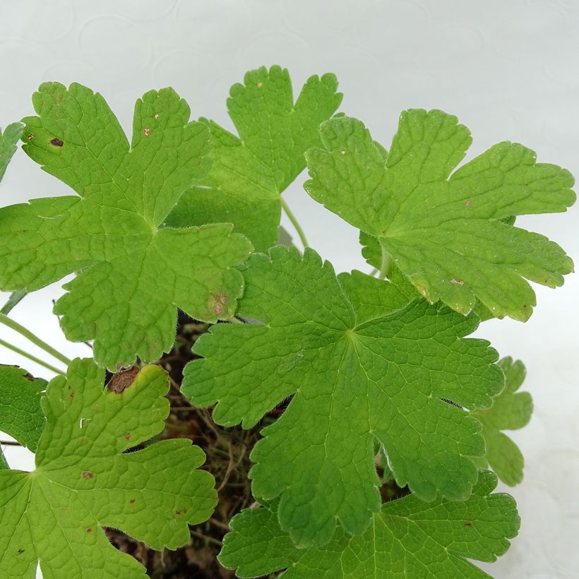 Géranium vivace Karen Wouters (Foliage)