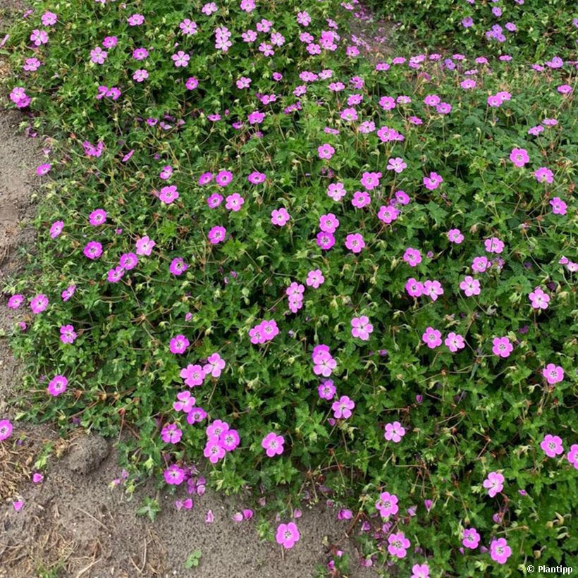 Géranium vivace Kelly-Anne (Plant habit)