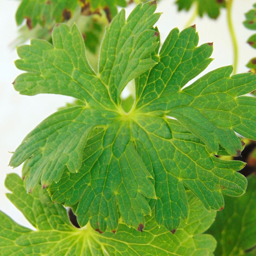 Geranium vivace Lilac Ice (Foliage)