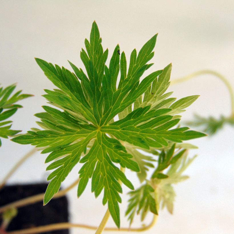 Geranium vivace Nimbus (Foliage)