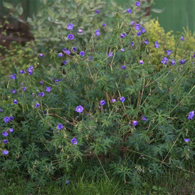 Geranium vivace Nimbus (Flowering)