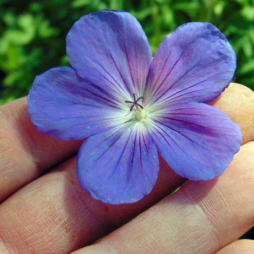 Géranium vivace Orion (Flowering)