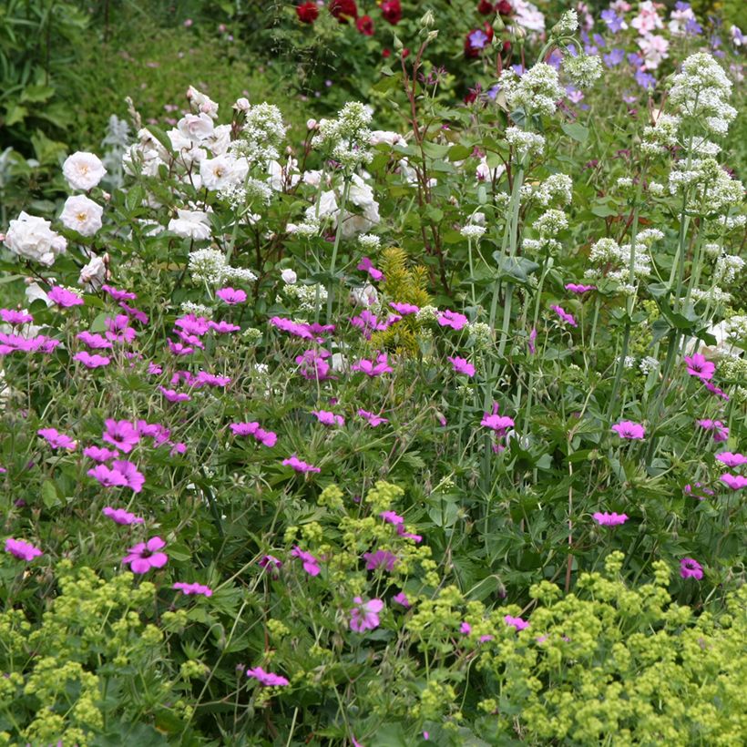 Géranium vivace Patricia (Plant habit)