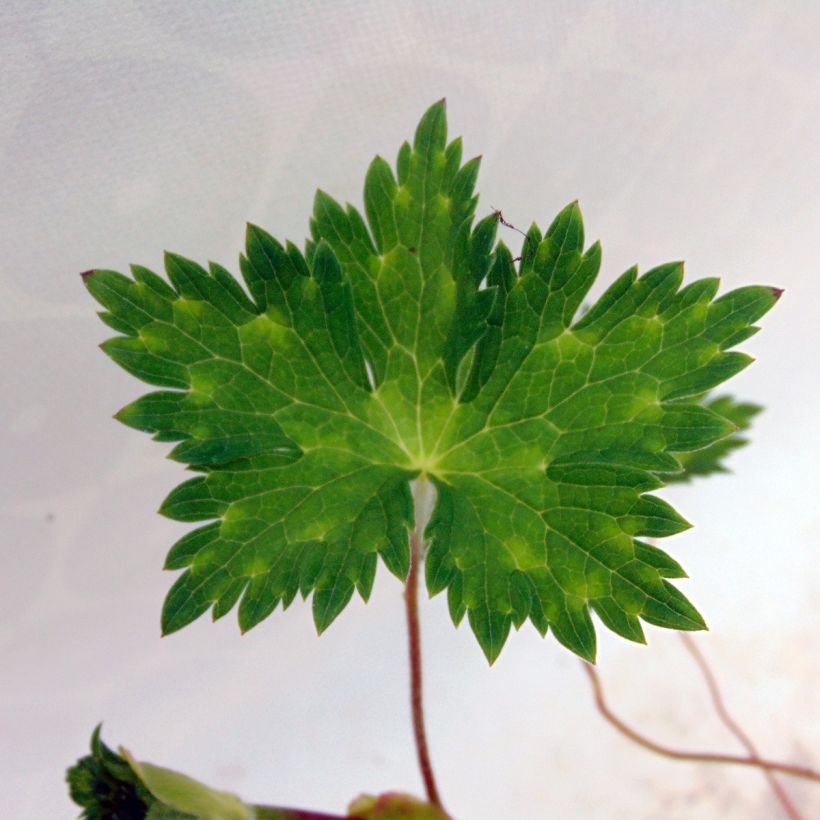 Géranium vivace Rise and Shine (Foliage)