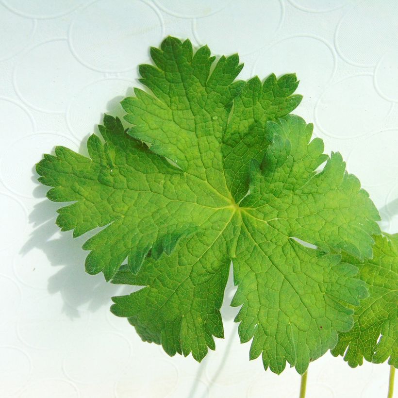 Géranium vivace Sabani Blue (Foliage)