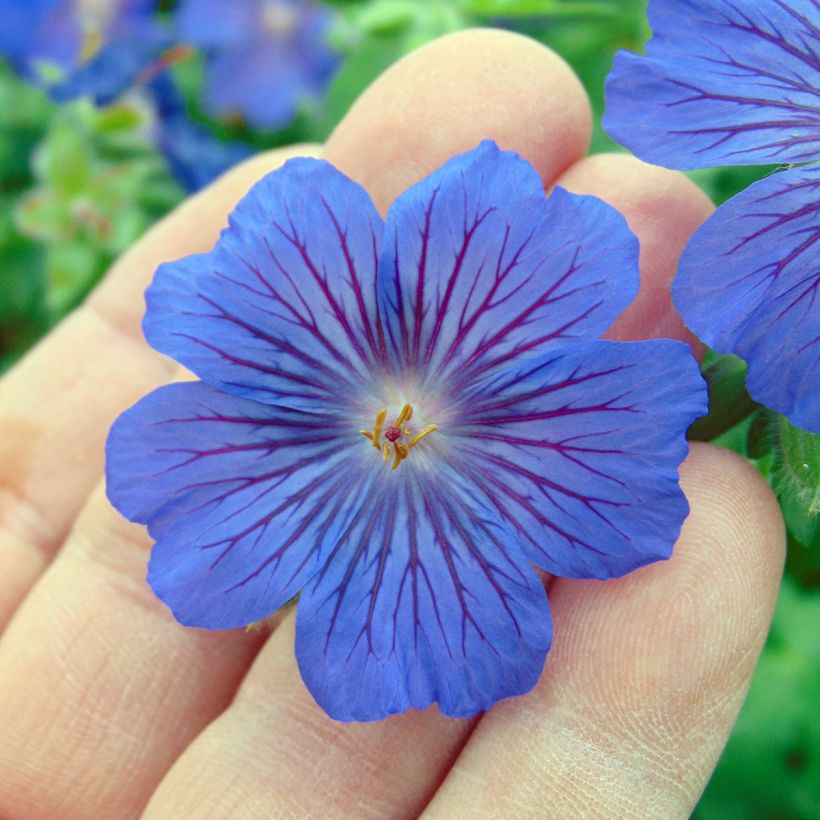 Géranium vivace Sabani Blue (Flowering)