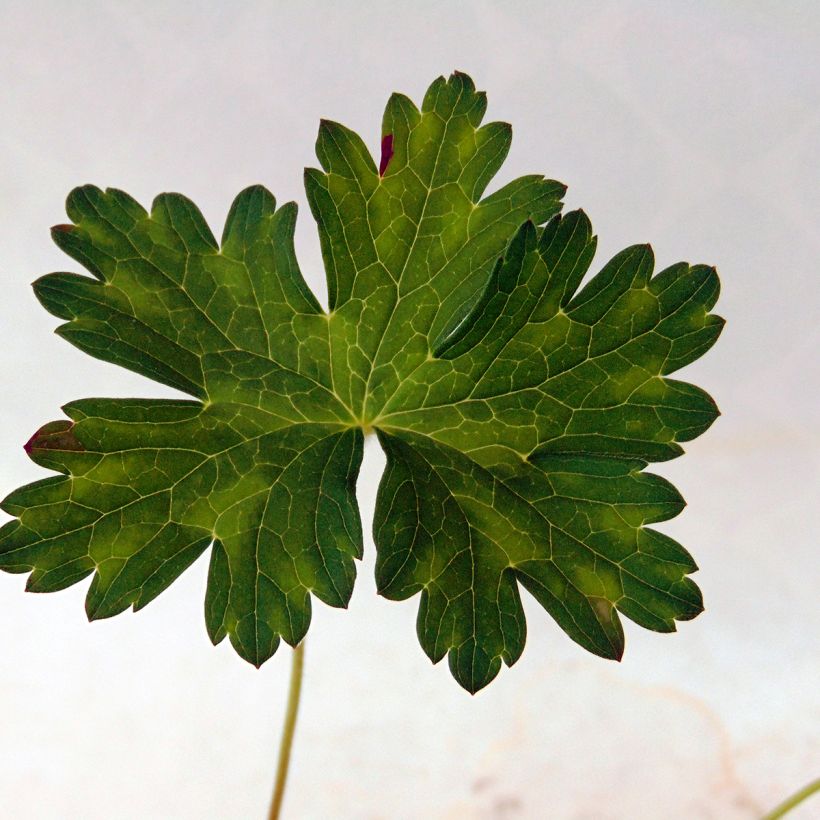 Geranium vivace Silvia's surprise (Foliage)