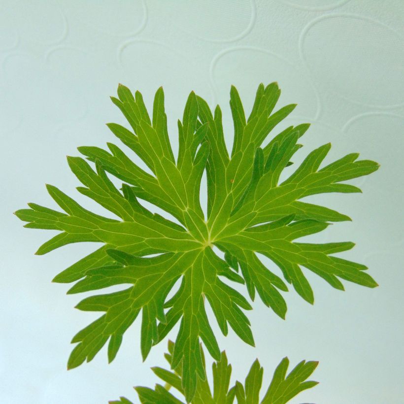 Géranium vivace Spinners (Foliage)