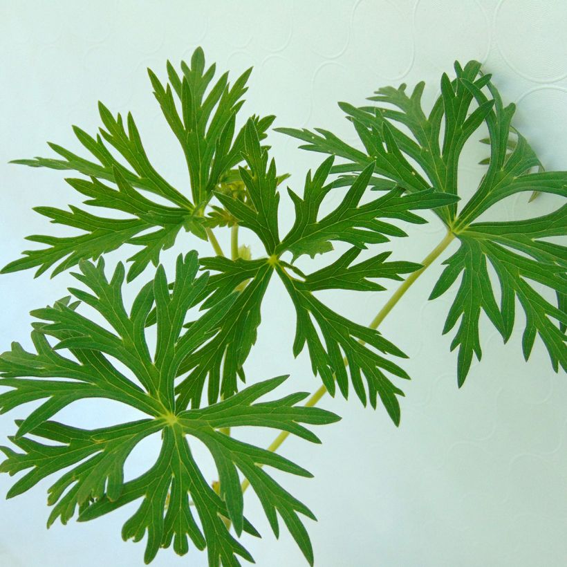 Geranium vivace Starman (Foliage)