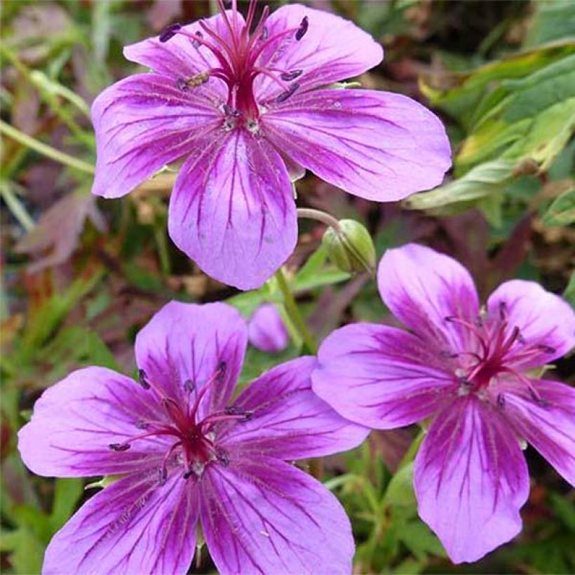 Geranium vivace Starman (Flowering)