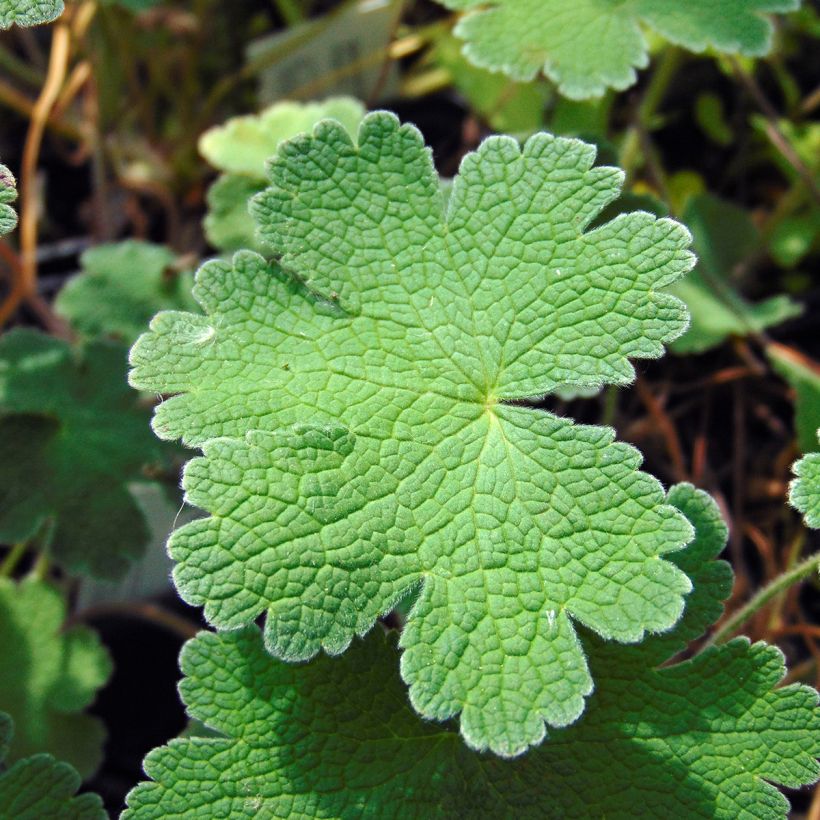 Géranium vivace Terre Franche (Foliage)
