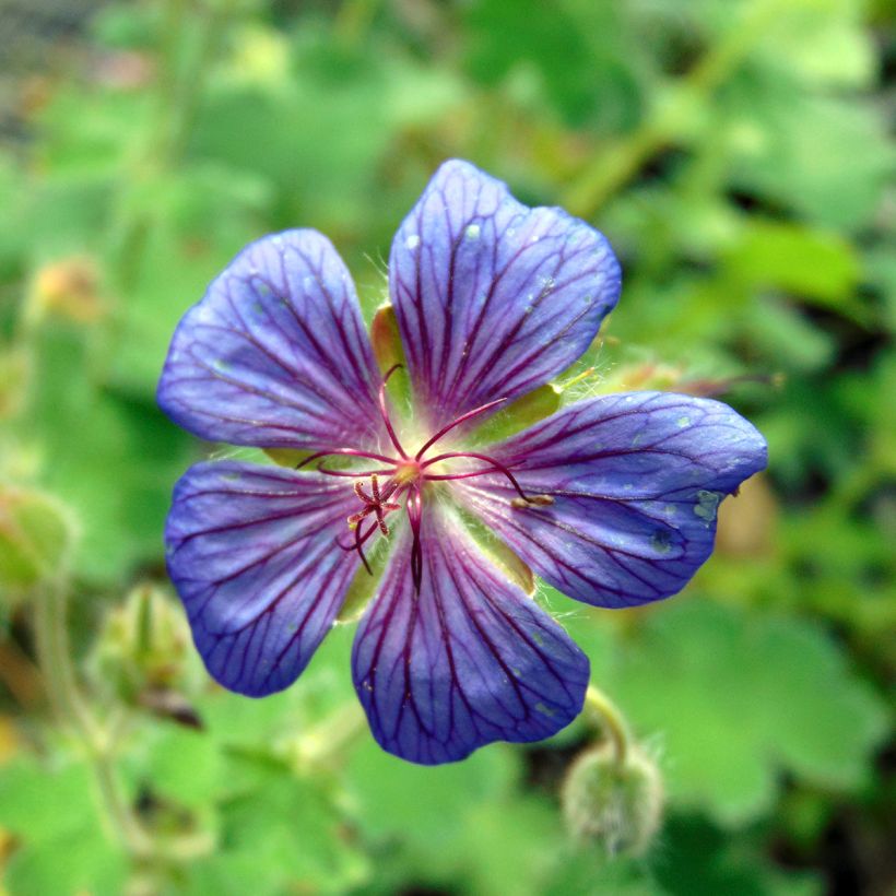 Géranium vivace Terre Franche (Flowering)