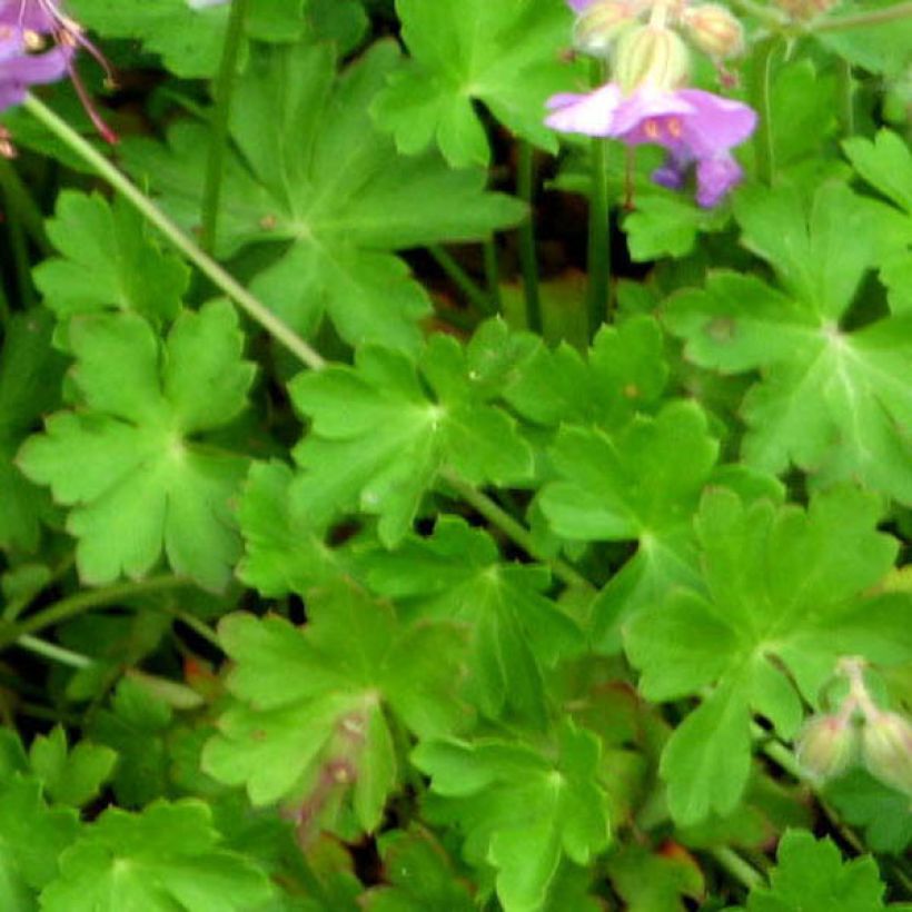 Geranium vivace cantabrigiense Hanne  (Foliage)