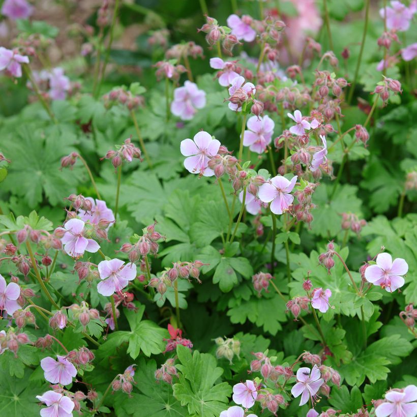 Geranium vivace cantabrigiense Hanne  (Plant habit)
