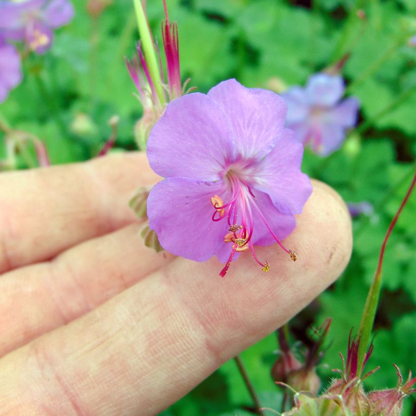 Géranium vivace cantabrigiense Karmina (Flowering)
