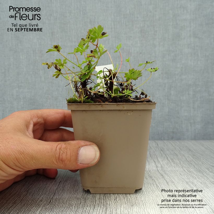 Example of Géranium vivace cantabrigiense Westray Godet de 8/9 cm as you get in automne
