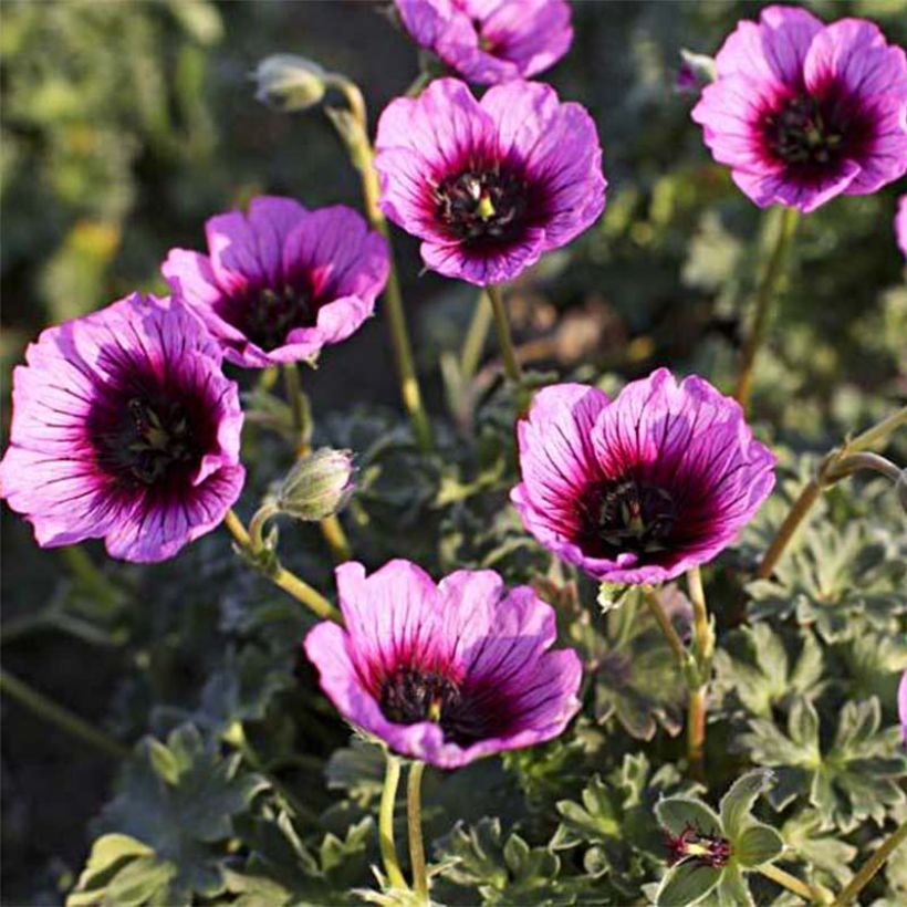 Geranium vivace cinereum Jolly Jewel Violet (Flowering)