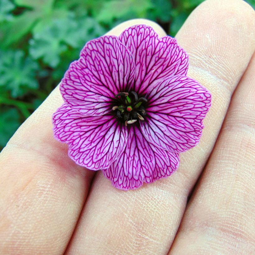 Géranium vivace cinereum Laurence Flatman (Flowering)