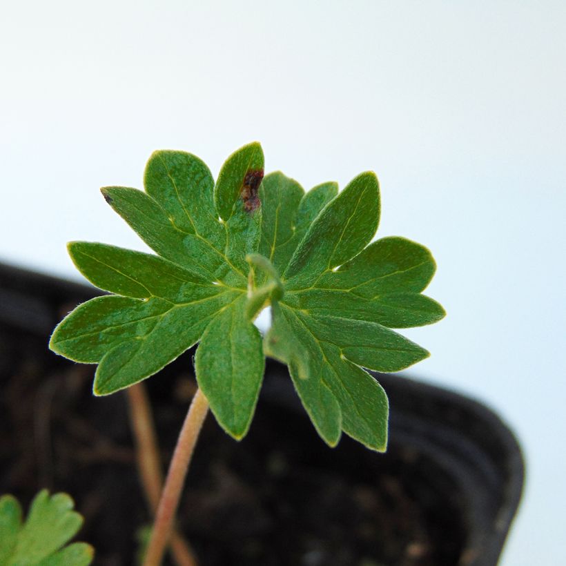 Géranium vivace cinereum v. subcaulescens  (Foliage)