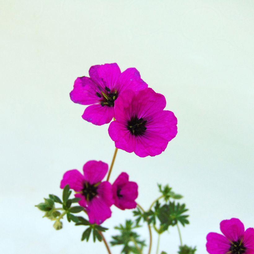Géranium vivace cinereum v. subcaulescens  (Flowering)