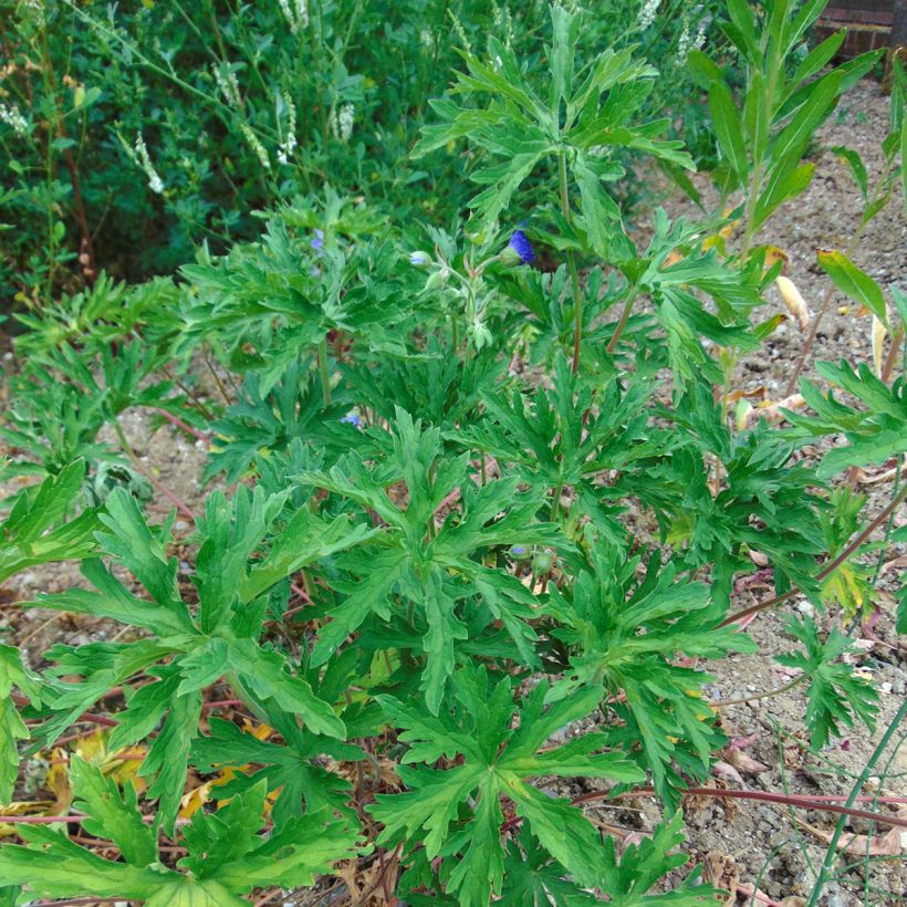 Graines de Géranium vivace des prés - Geranium pratense (Plant habit)