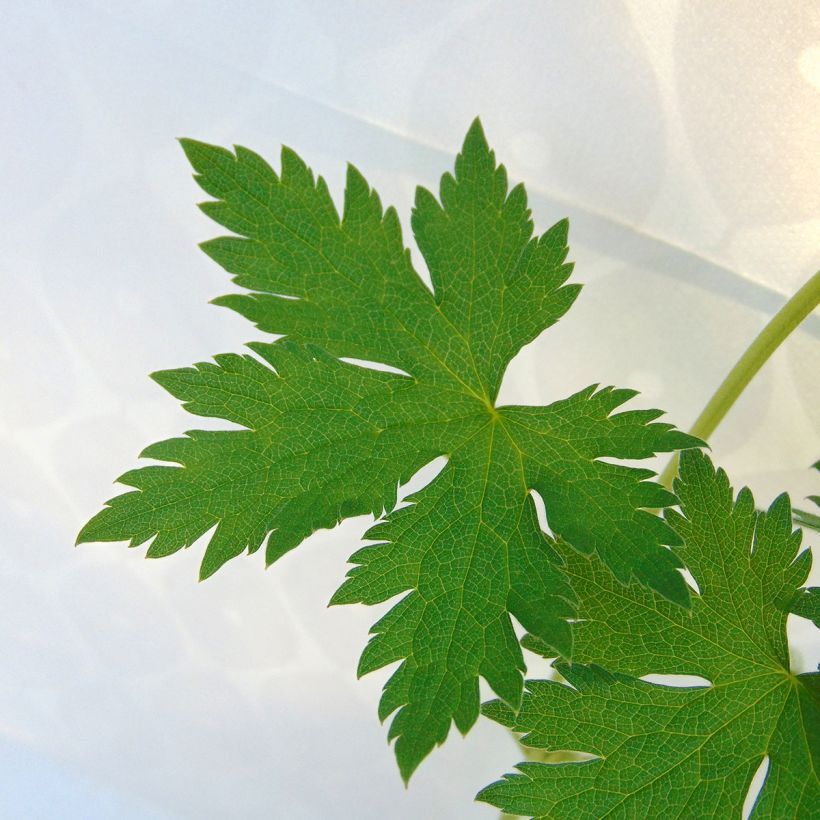 Géranium vivace endressii (Foliage)