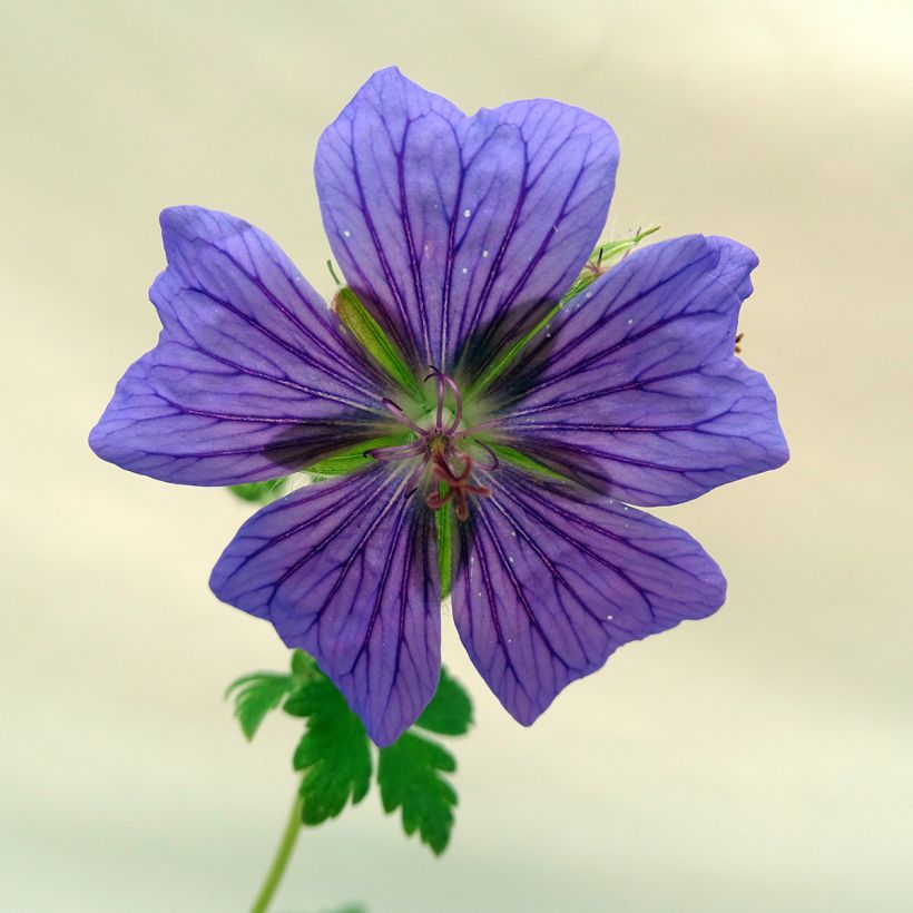 Géranium vivace ibericum (Flowering)