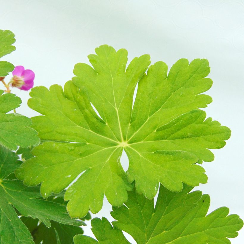Géranium vivace macrorrhizum (Foliage)