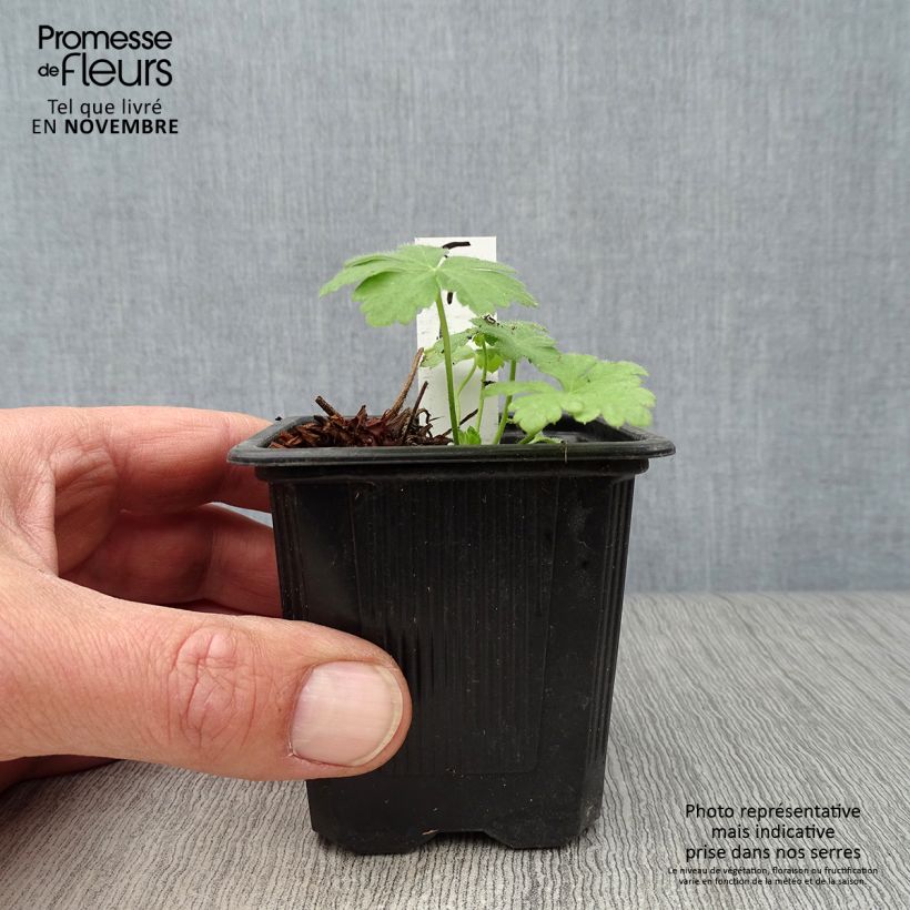 Example of Géranium vivace macrorrhizum Spessart Godet de 8/9 cm as you get in automne