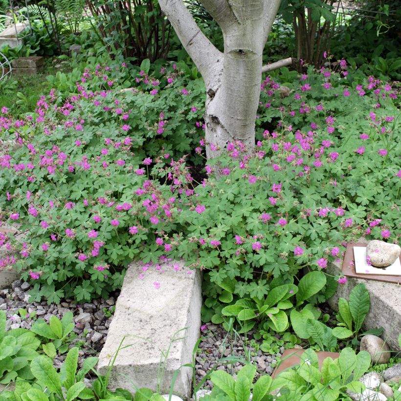 Géranium vivace macrorrhizum (Plant habit)