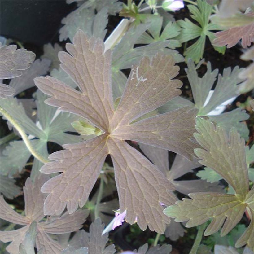 Géranium vivace maculatum Espresso (Foliage)