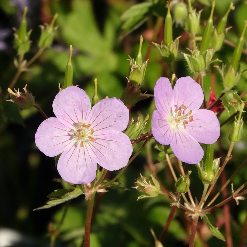 Geranium vivace maculé Vickie Lynn (Flowering)