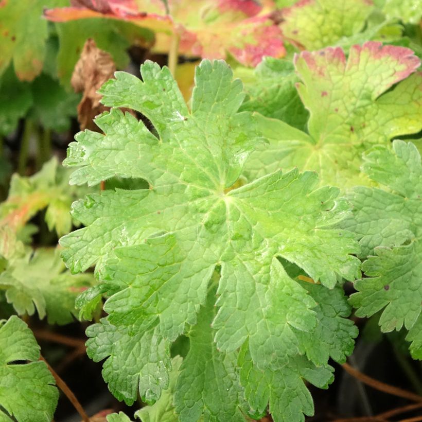 Géranium vivace magnificum Blue Blood (Foliage)
