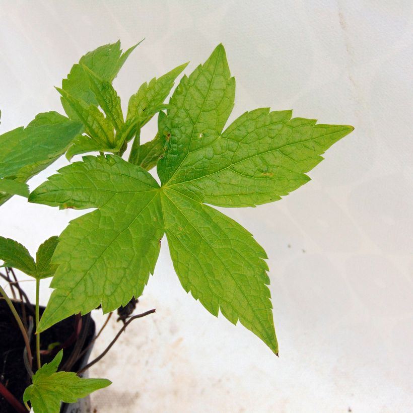 Géranium vivace nodosum  (Foliage)