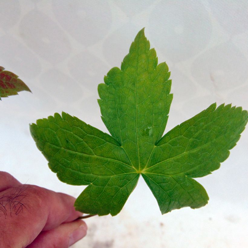 Géranium vivace nodosum Clos du Coudray (Foliage)