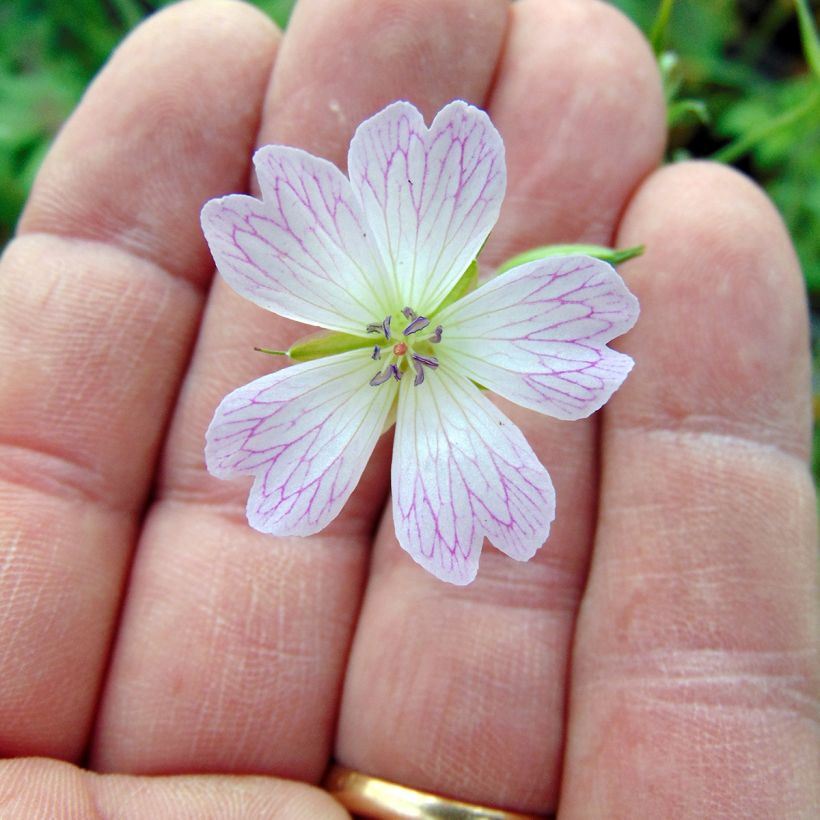 Géranium vivace oxonianum Katherine Adele (Flowering)