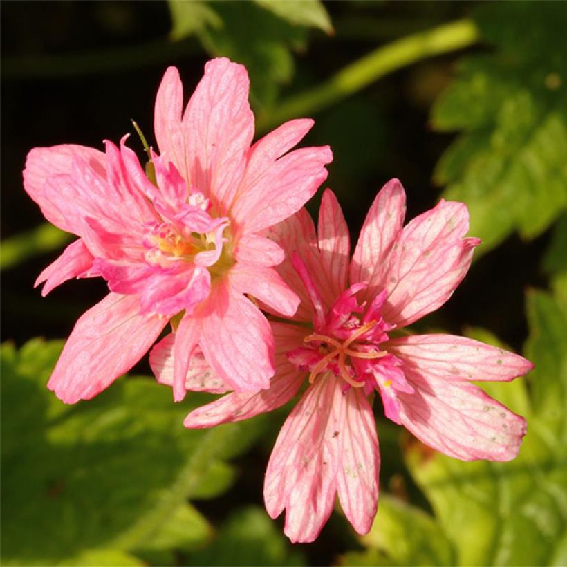 Geranium vivace oxonianum Southcombe Double (Flowering)