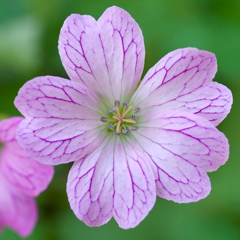 Géranium vivace oxonianum Walter s Gift (Flowering)