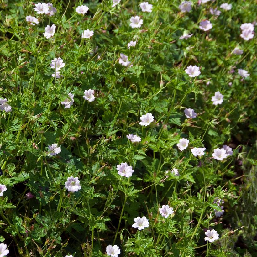 Géranium vivace oxonianum Walter s Gift (Plant habit)