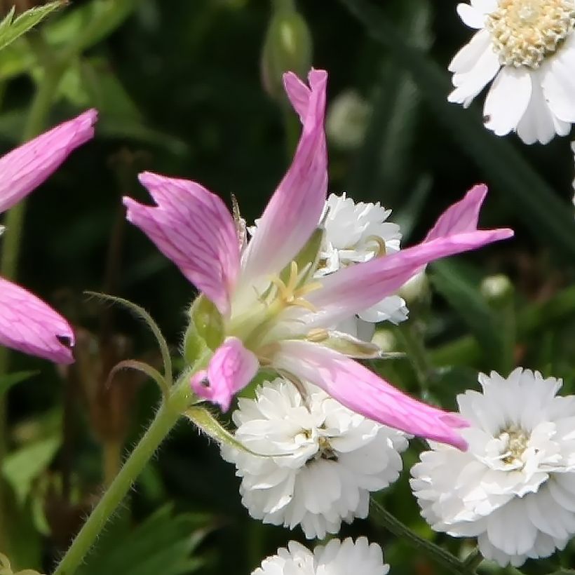 Géranium vivace oxonianum f.thurstonianum (Flowering)