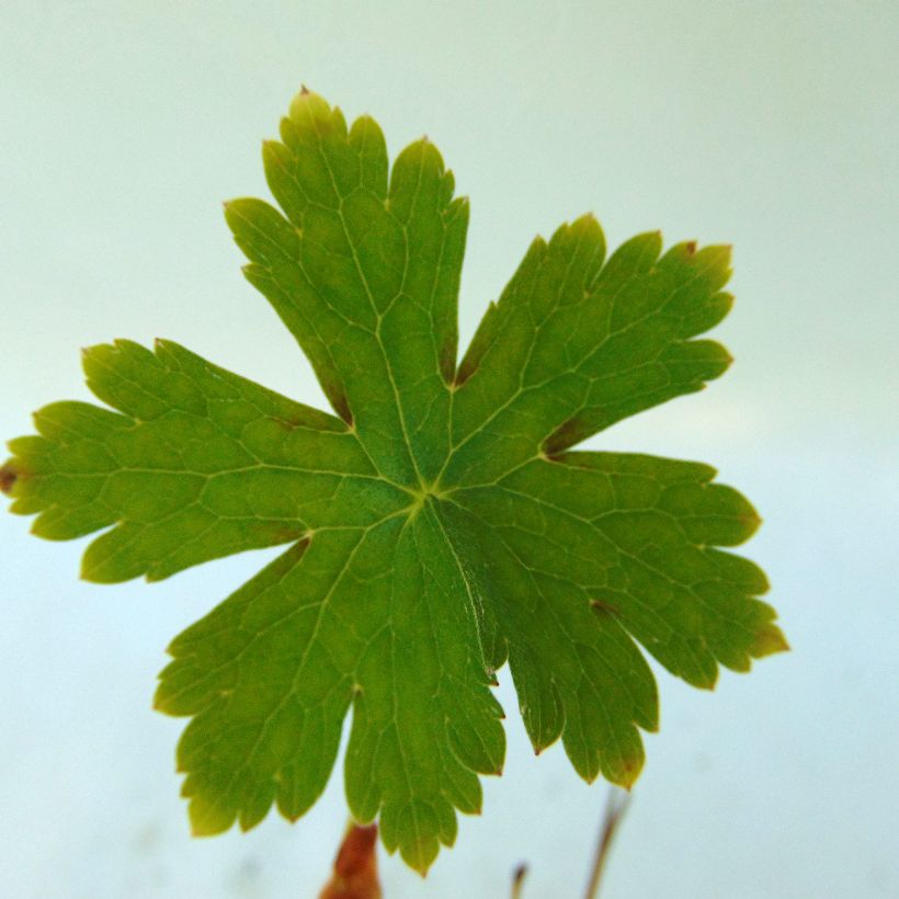 Géranium vivace phaeum Golden Spring (Foliage)