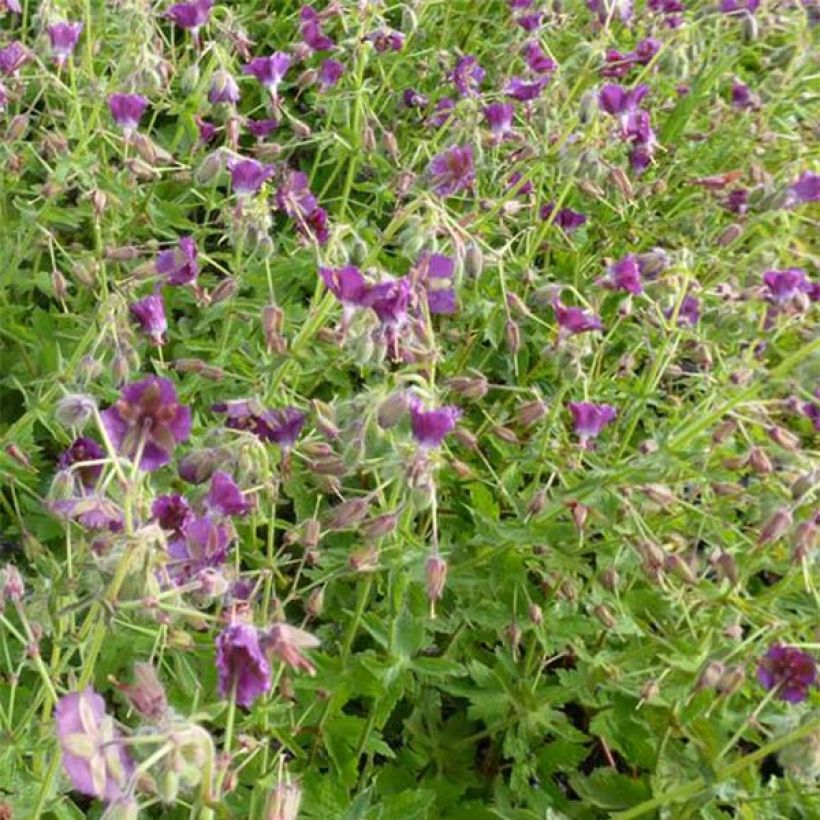 Géranium vivace phaeum Golden Spring (Flowering)