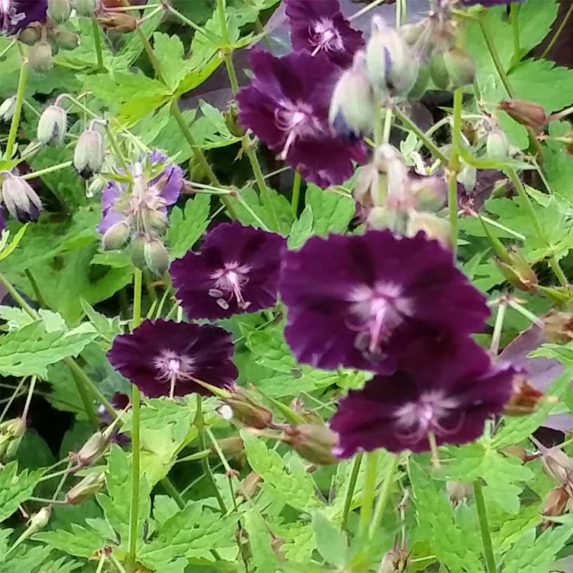 Geranium vivace phaeum Raven - Géranium vivace livide (Flowering)