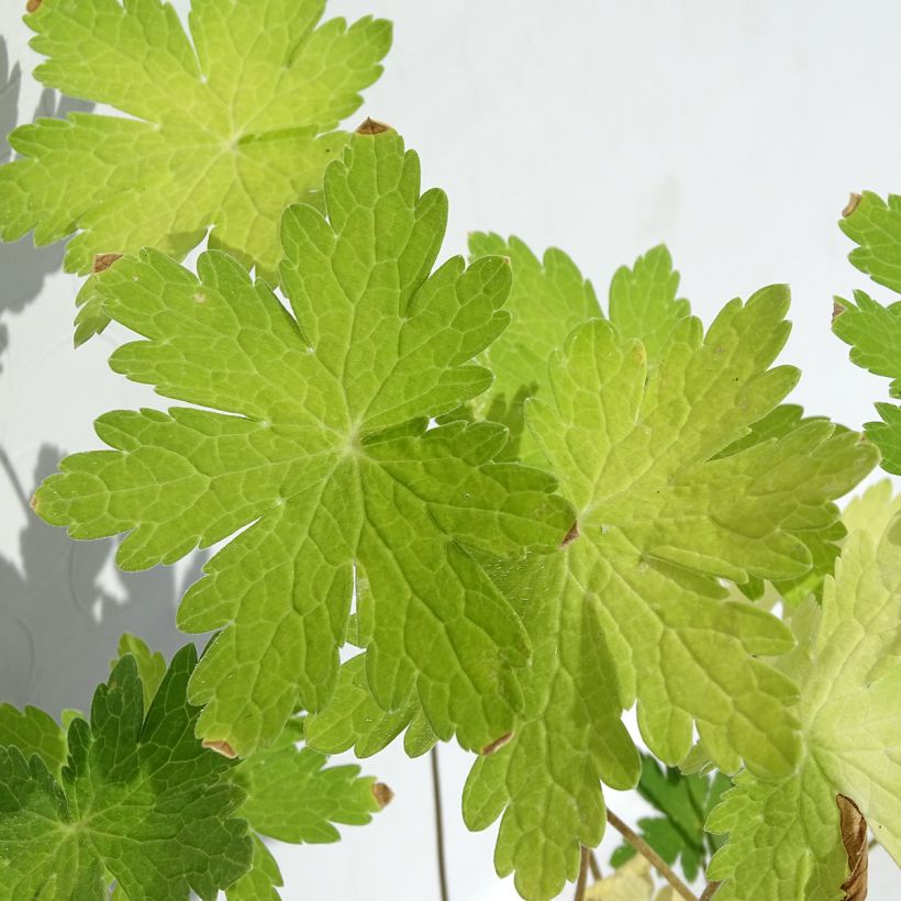 Géranium vivace phaeum var lividum (Foliage)