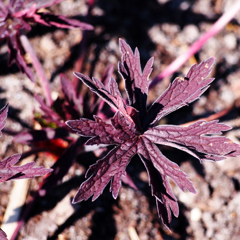 Géranium vivace pratense Dark Reiter (Foliage)