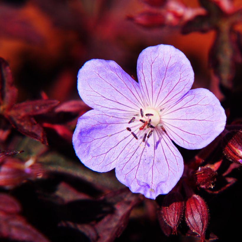 Géranium vivace pratense Dark Reiter (Flowering)